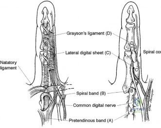 Orthopedic Surgery Board Review MCQs: AAOS Master Bank Part 229