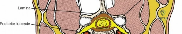 Orthopedic Oncology cases biopsy