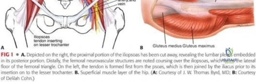 صورة توضيحية لـ توقف عن الطقطقة: الحفاظ على مفصل الورك وعلاج متلازمة الورك الطقطاق مع الأستاذ الدكتور محمد هطيف