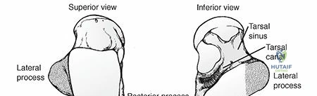 Clinical Image