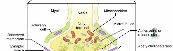 Clinical Image