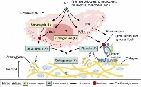 FIG. 1.30 Enzyme cascade of cartilage degradation