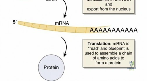 Illustration 2 for Deciphering Syndrome Autosomal Recessive Genetics Explained
