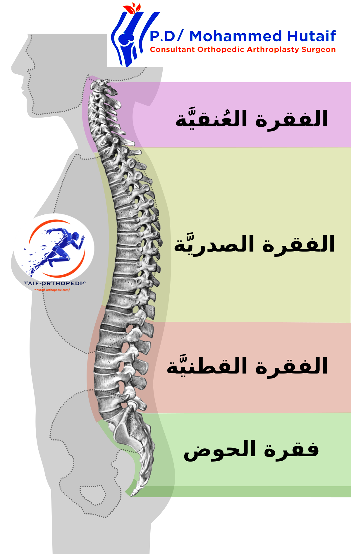 هيكل العمود الفقري ووظيفته: الدليل الشامل لفهم أهمية العمود الفقري