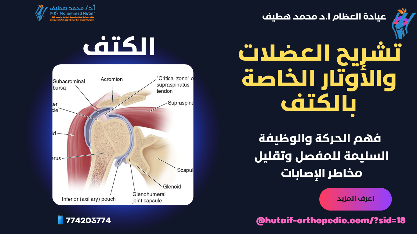 "تشريح العضلات والأوتار الخاصة بالكتف: فهم الحركة والوظيفة السليمة للمفصل وتقليل مخاطر الإصابات".
