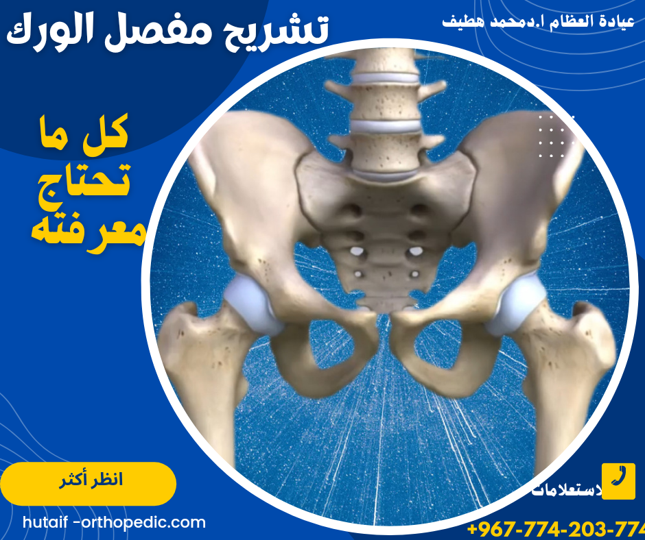 تشريح مفصل الورك: كل ما تحتاج معرفته 