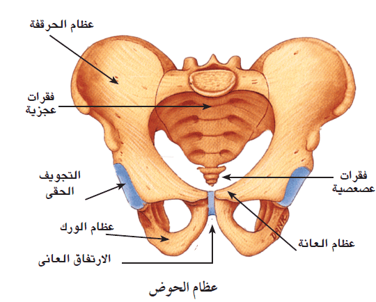 دليل شامل لتشريح الحوض: هيكله ووظائفه وأمراضه المشتركة